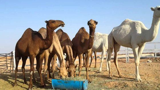 تلاعبات مالية في دعم الإبل بالجماعات الترابية بجهة الداخلة