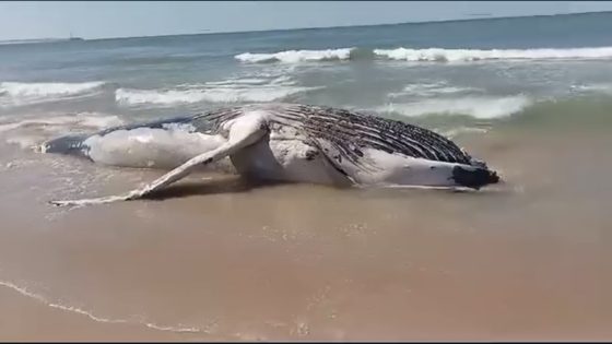 بالفيديوا : بحر الداخلة يلفط حوتا ضخم بشاطئ فم البير