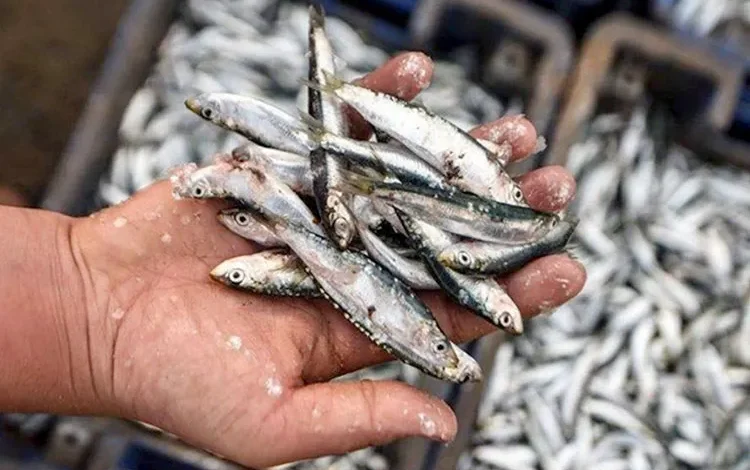 مصالح المراقبة بمرسى العيون تحجز أطنان من صغار السردين