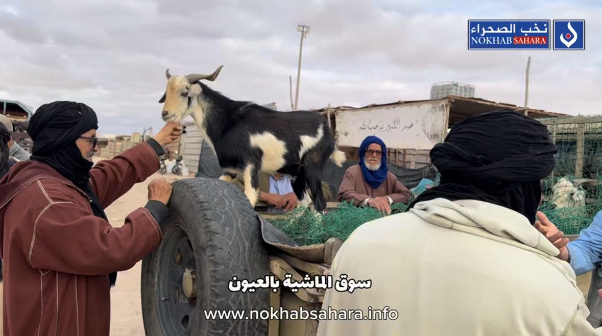 روبورتاج : مع اقتراب عيد الأضحى .. سوق الماشية بين تفاؤل الكسابة واستقرار الأسعار