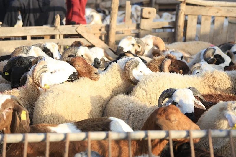 قبيل عيد الأضحى .. وفرة في القطيع وغلاء يرهق جيوب المغاربة