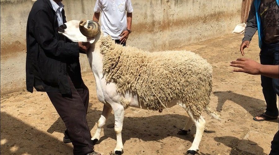 قبل ايام من عيد الأضحى .. الحكومة تطلق أكبر حملة ضد “الشناقة” بعد انفجار الأسعار